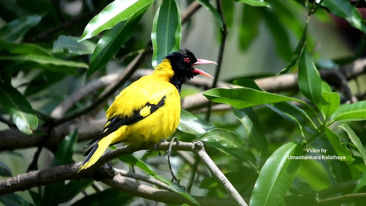 Black hooded oriole 