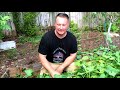 First 2020 Sweet Potato Urban Backyard Garden Harvest!!!