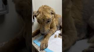 11 Year Old Dog Found With Almost No Teeth, Patches Of Fur Missing, Bones Sticking... [Story Below] by CUDDLY 59 views 4 days ago 1 minute, 8 seconds