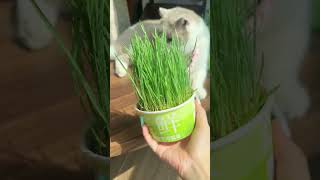 My Cats Are Obsessed With This Easy Cat Grass Hack 7 Days to Grow #cute cats #cat shorts