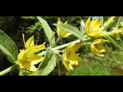 Videó: Loosestrife (fű) - A Loosestrife, A Növekvő Loosestrife, Virágok Hasznos Tulajdonságai és Használata. Laza Gyengébb