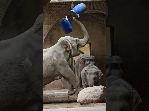Elefantendamen Kewa & Astra & Pantha & Akito 🐘#leipzigerzoo #elefant