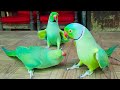 Ringneck Parrots Talking And Having Fun On Table In Urdu Hindi