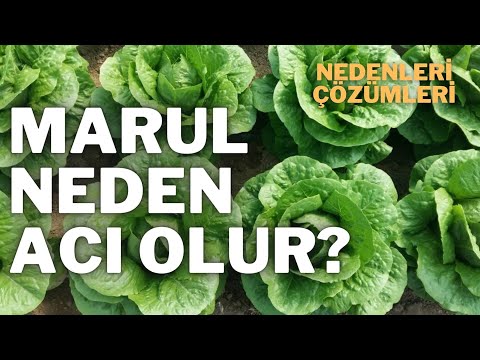 Video: Marule e hidhur: Çfarë e bën marulen të hidhur