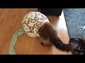 Fluffy cute Ragdoll cat Try to squeezes himself into the HelloKitty bag