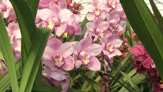 The Flower Fields, Carlsbad. April 2024. Cymbidium Orchid Greenhouse. The Armstrong Garden Center.