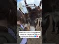 kindly donate through our donation link in bio to help A #horse #america #goviral #usa #UnitedStates