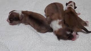 P8050001シェルティー子犬出産