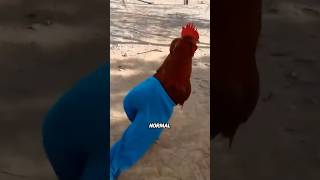 When chickens imitate human behavior #facts #animals