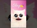 Cute cat 🐈 #cat #cutecats #funny #shorts #viral #cool #fyp #random
