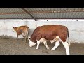 Bulls and cows in farm #part 6 - Daily Farming 2019
