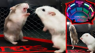 White hamster vs grey hamster🐹  Fights in the cardboard octagon🐹HAMSTERS  MMA