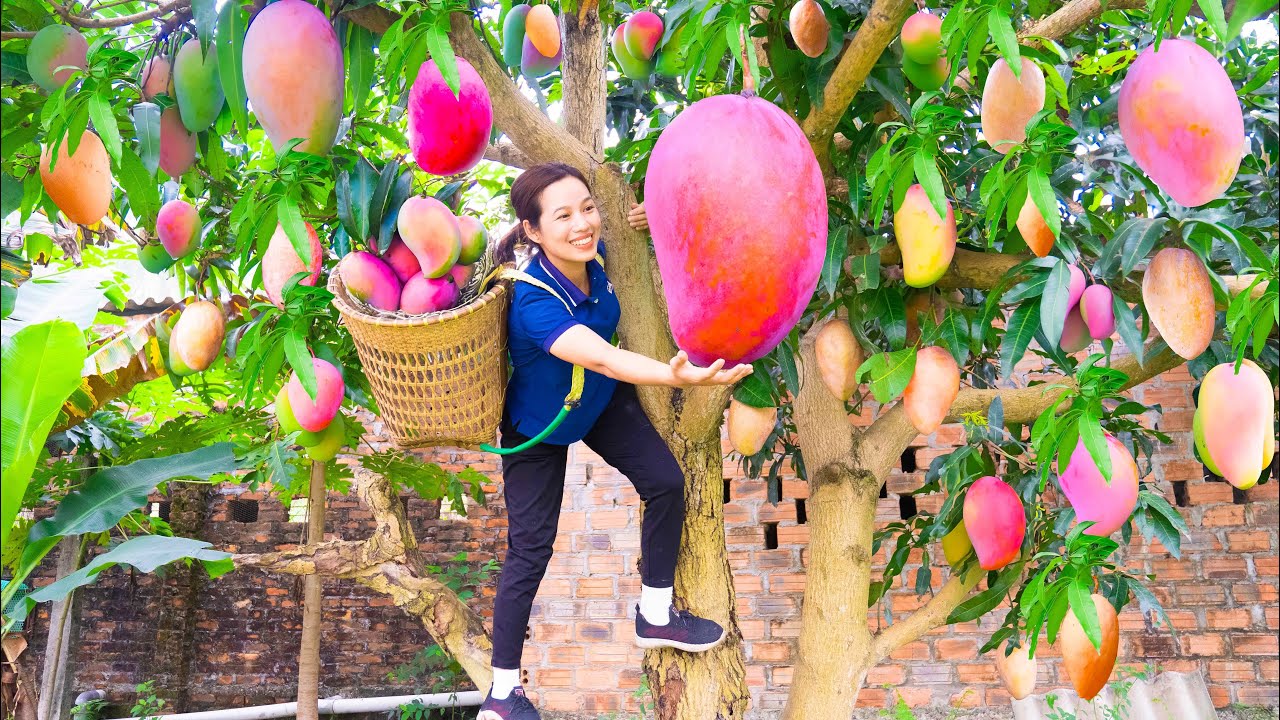 Harvest Huge PINK MANGO Go to market sell - Palitaw Recipe - How to Make Floating Rice Cakes