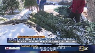Christmas tree recycling collection begins in Baltimore County