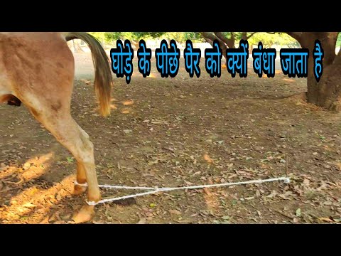 वीडियो: क्या घोड़ा पीछे की ओर जा सकता है?