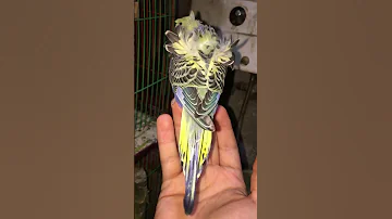 Bird Budgerigar Budgies Lovebirds فلل استرالي عصافير 
