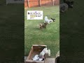♏️ I TOLD YALL I DONT WANNA DO THISSSSS 😭😭😭🤣🫣👀😒😒😩😩😩😩 Missy will run away #shihtzu