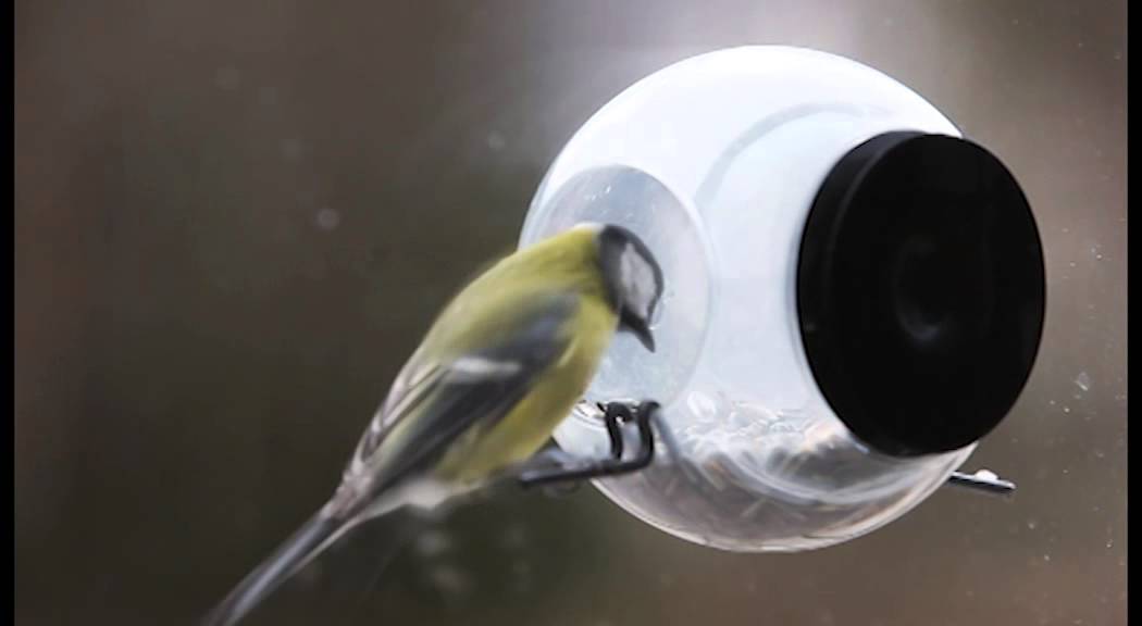 Cadeauxperts Born In Sweden Birdfeeder Youtube