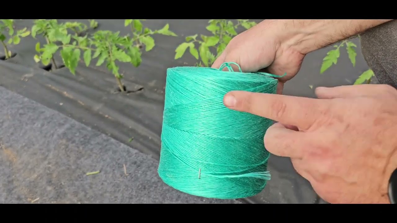 Paradicsom, paprika padlizsán támrendszere, kötözése