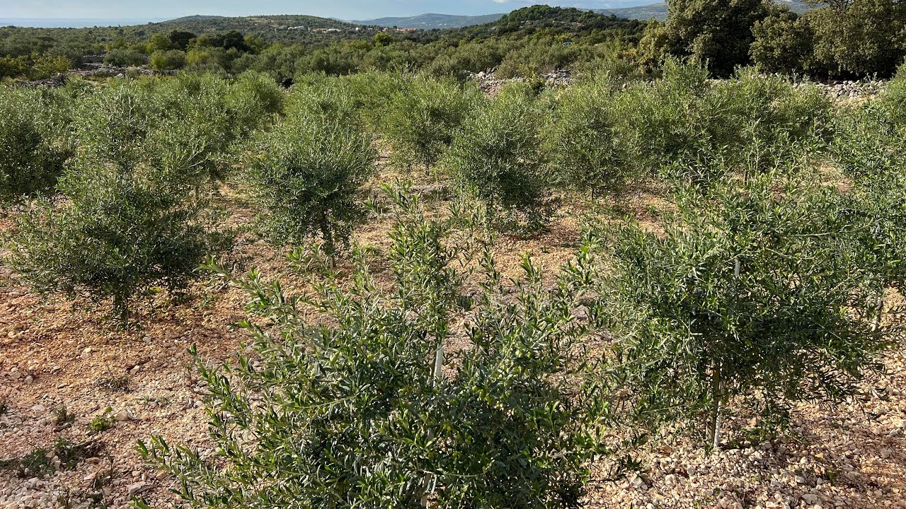 Maslinarski vlog 29.9.2024. - Uzorni mladi maslinik (Coriana, Koroneiki, Luna, Morena & Oliana)