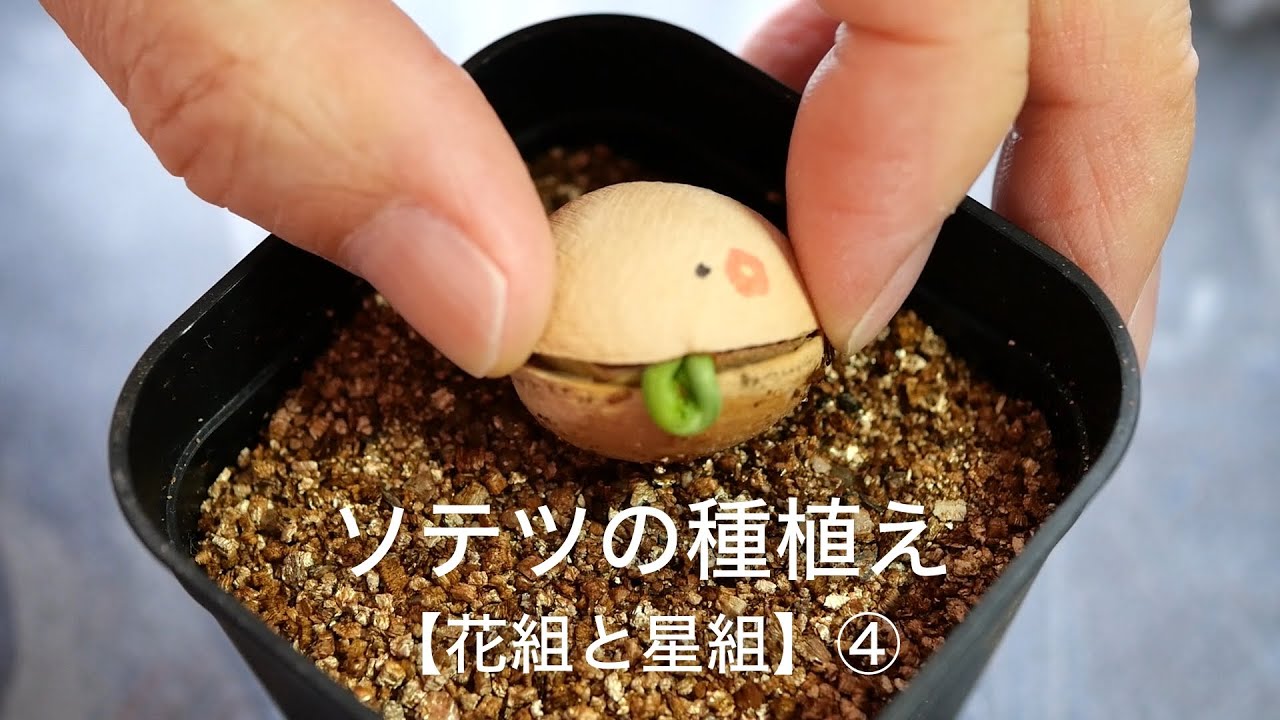 ソテツの種植え 【花組と星組】④ - YouTube