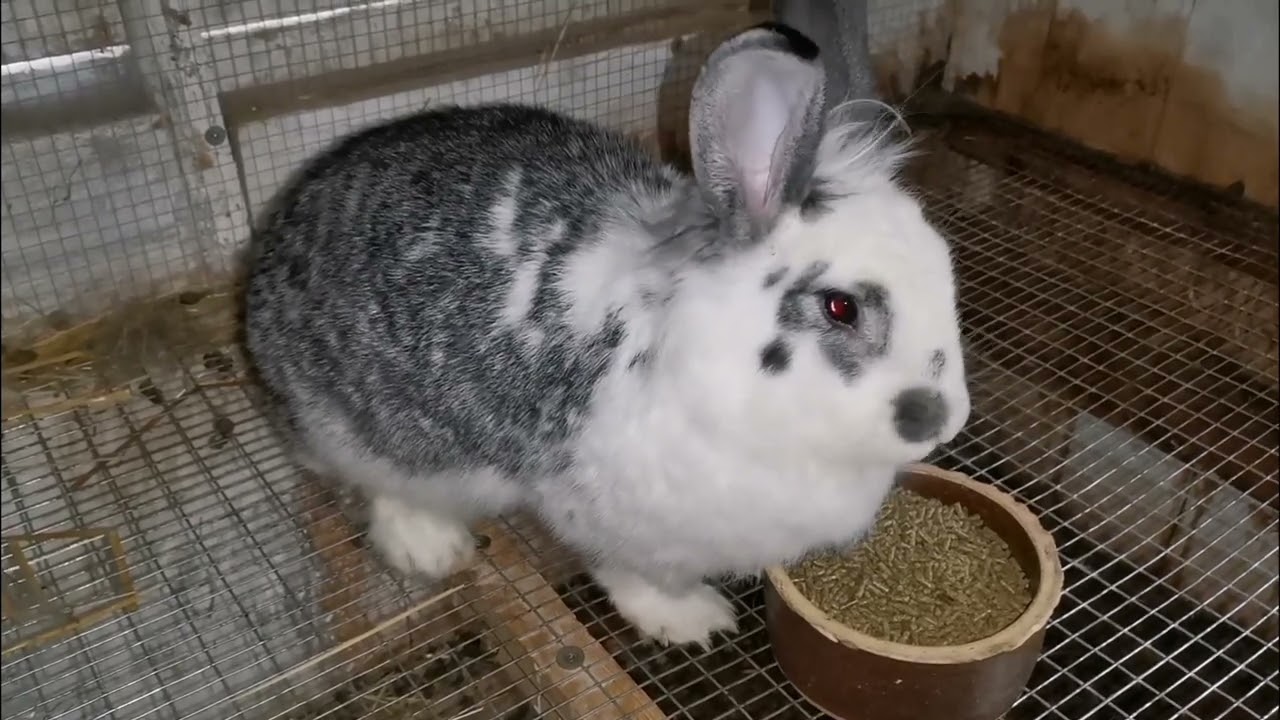 Králíci.🐰🐰🐰 Váha ve 70 dnech. Rady a typy. A další.... 