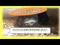 ハリネズミのハリエにコスパ最高の布団を用意してみたよ