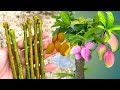 More Verity Grafting On One Mango Tree | How To Graft A Mango Tree