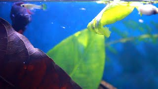 How betta fish chases a guppy fry and studies pond snail