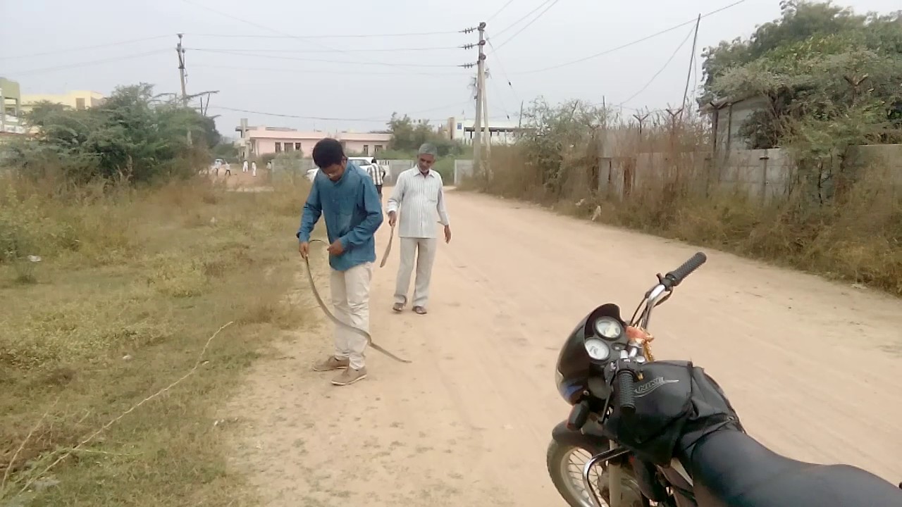 camera iphone 8 plus apk Dheeraj catching rat snake