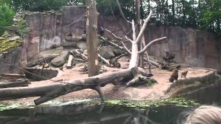 Зоопарк в Нюрнберге. Zoo in Nürnberg