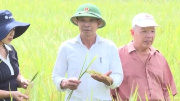 Tổng kết mô hình ứng dụng mạ khay cấy máy trong sản xuất lúa, quy mô tập trung năm 2025