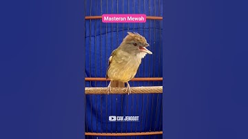 MASTERAN MEWAH CUCAK JENGGOT GACORRR !!!