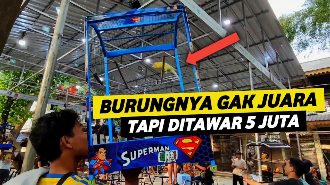 PUAS BANGET KENARI HASIL TERNAKAN SENDIRI MEWAH BANGET DI GANTANGAN