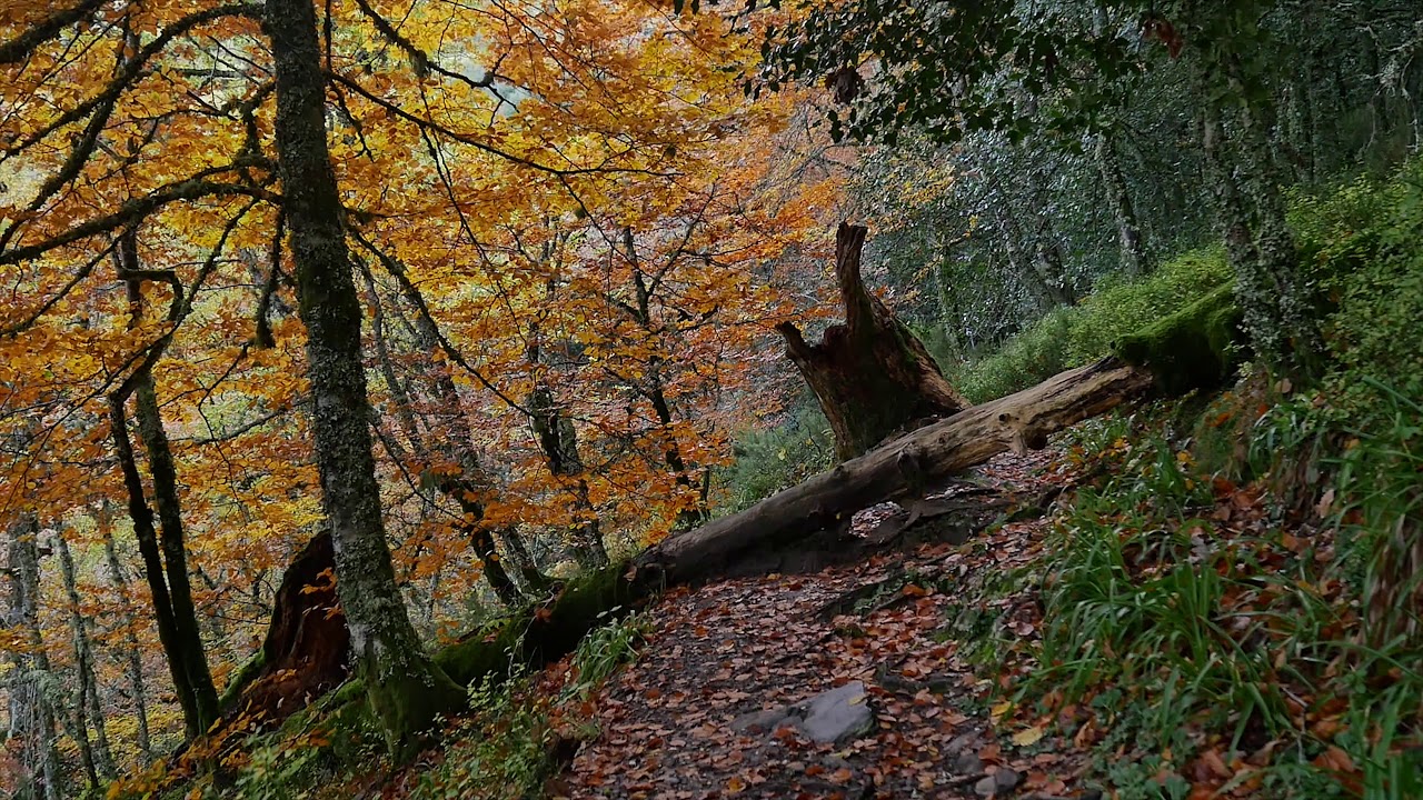 GALICIA. OTOÑO EN LA SIERRA DEL CAUREL