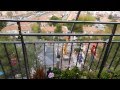 cortan los pinos - haiku ddl*~