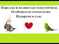 Психологические особенности и иерархия в стае у волнистых попугаев и корелл.