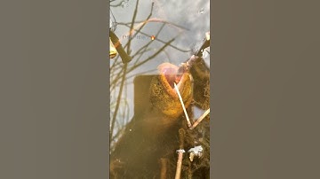 How to catch Eel fish with hook#88