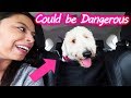 The Dog Harness I ACTUALLY Love // Car Safety Tips for Your Dog!