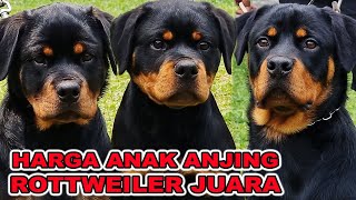 INI HARGA ANAK ANJING JUARA DI VON DEN BOSCH KENNEL  GUDANGNYA ROTTWEILER JUARA