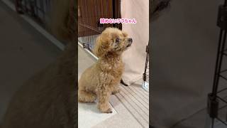 まだチャンスあると信じて疑わないトイプードル #shorts #元保護犬