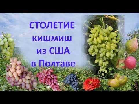 Виноград 2018 Виноград Столетие Отзыв о винограде