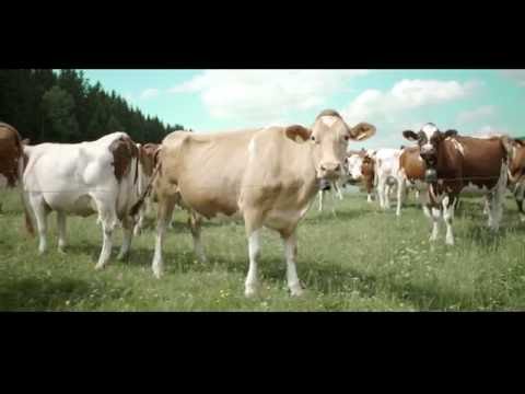 Швейцарский сыр Грйюер АОС - Как это делается / Le Gruyere - How It&rsquo;s Made