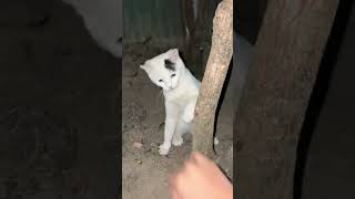 cute cat #viral #cat #viralshorts #cute #kitten