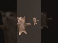 #cat