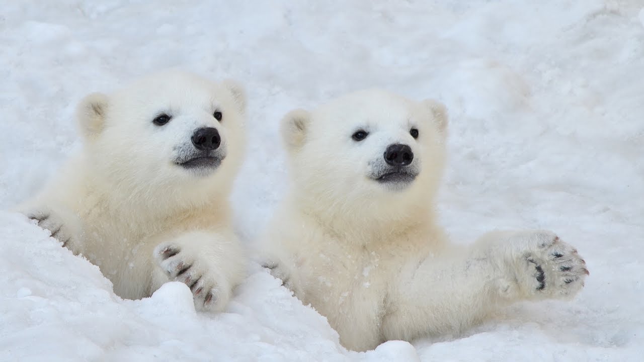 POLAR BEAR CUBS: Growing up on the ice | Oceana, image size:1280x720