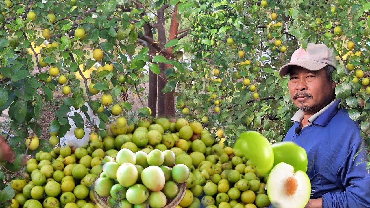 สุดยอดพุทราอินทรีย์รายได้ดีปีละ5-6แสน!!รสชาติดีเป็นที่ต้องการของตลาด