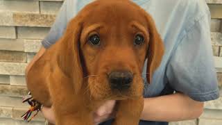 Forever Vets Animal Hospital