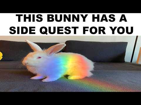 BUNNY MEMES