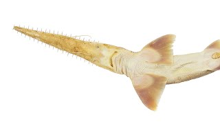 Two New Species of 'Saw-Like' Sharks Discovered screenshot 3